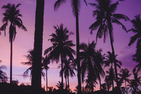 Summer Silhouetted Palm Trees