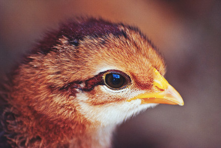 Baby Chicken Closeup