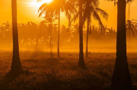 Palm Tree Field At Dawn