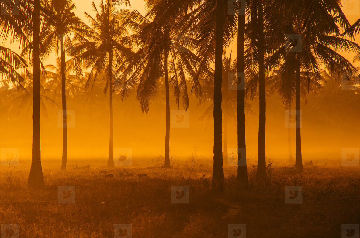 Palm Tree Field At Dawn