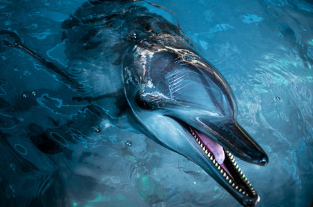 Playful Dolphin Up Close