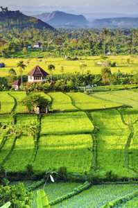 Green Balinese Fields