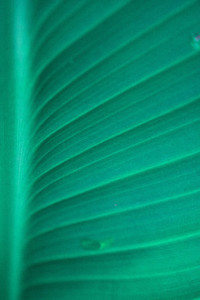 Palm Leaf Background