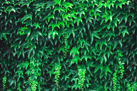 Green Vegetation Background
