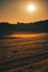 Morning Sun On A Meadow