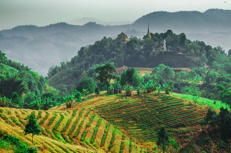 Tea plantation Thailand