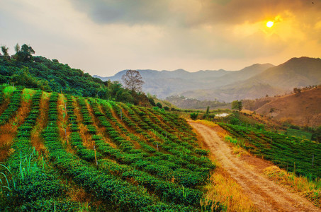 Tea plantation Thailand