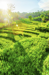 Beautiful green rice fields