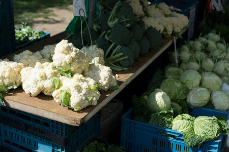 Cabbage  kale  cauliflower