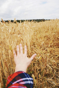 Hand touching wheat