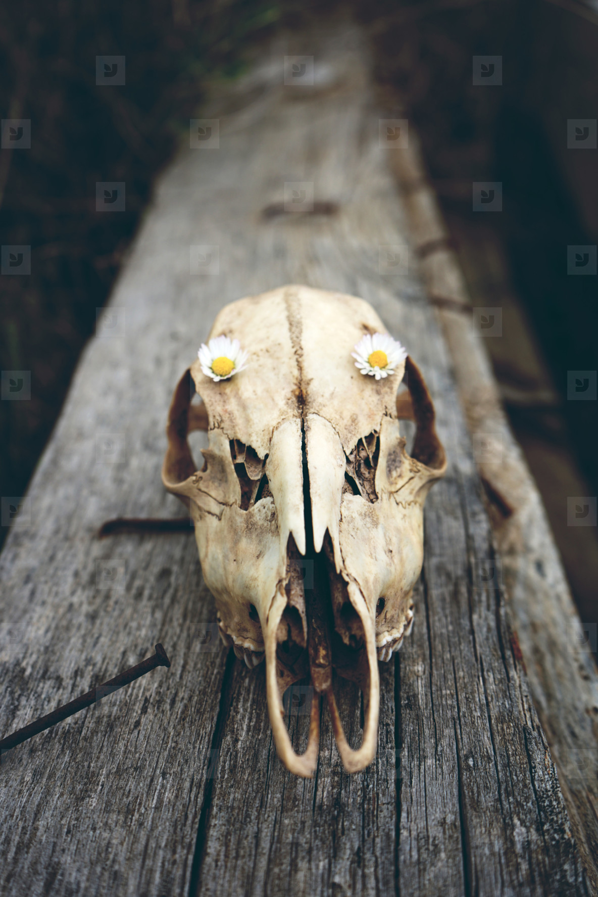 Animal skull with flowers stock photo (151873) - YouWorkForThem