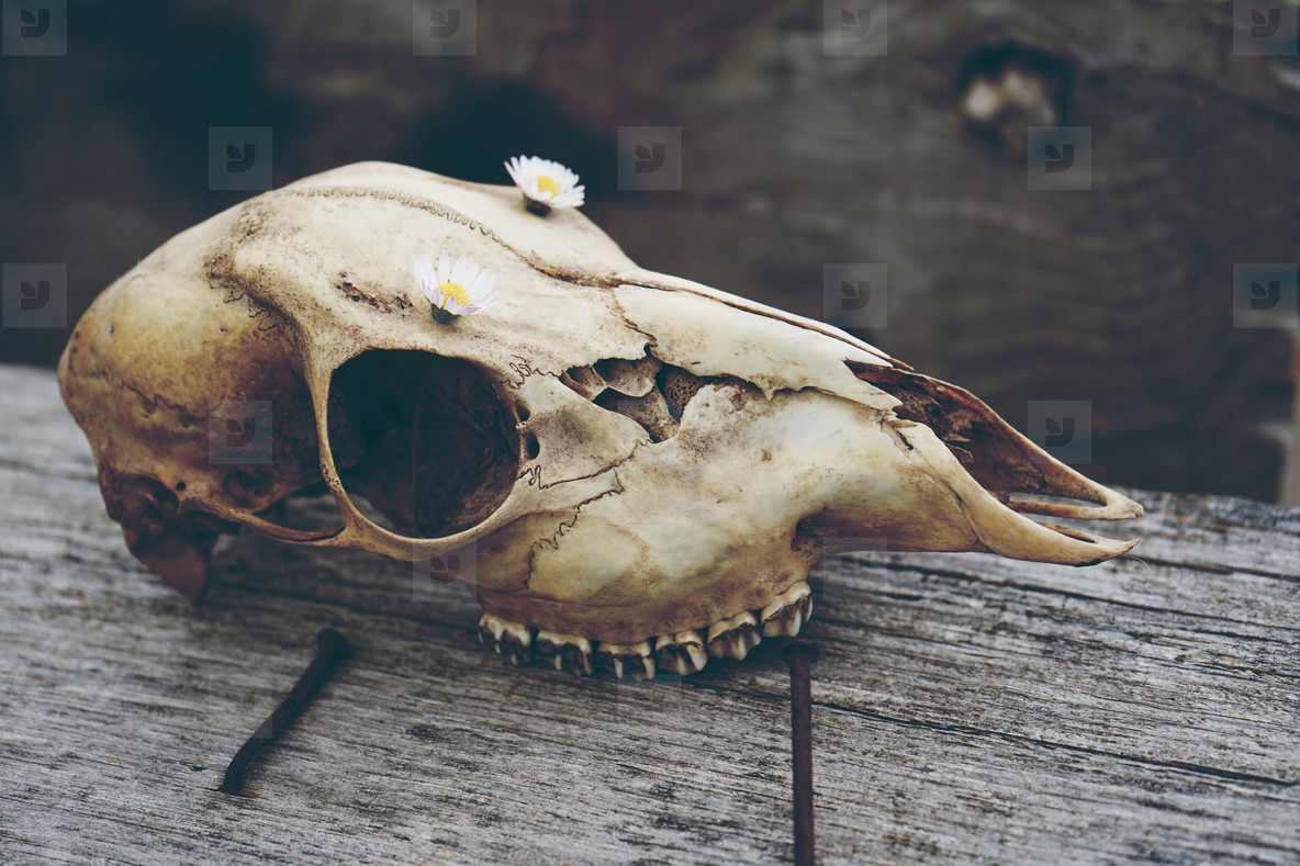 Animal skull with flowers stock photo (151874) - YouWorkForThem