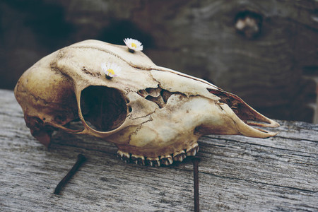 Animal skull with flowers