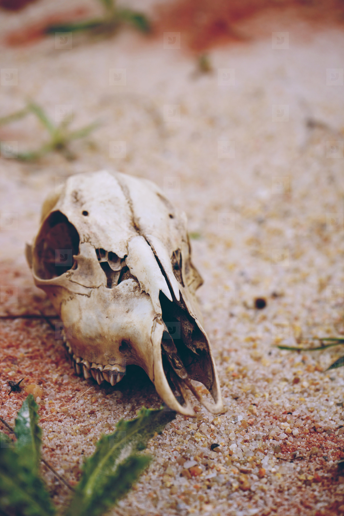Animal skull in desert stock photo (151875) - YouWorkForThem