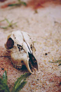Animal skull in desert