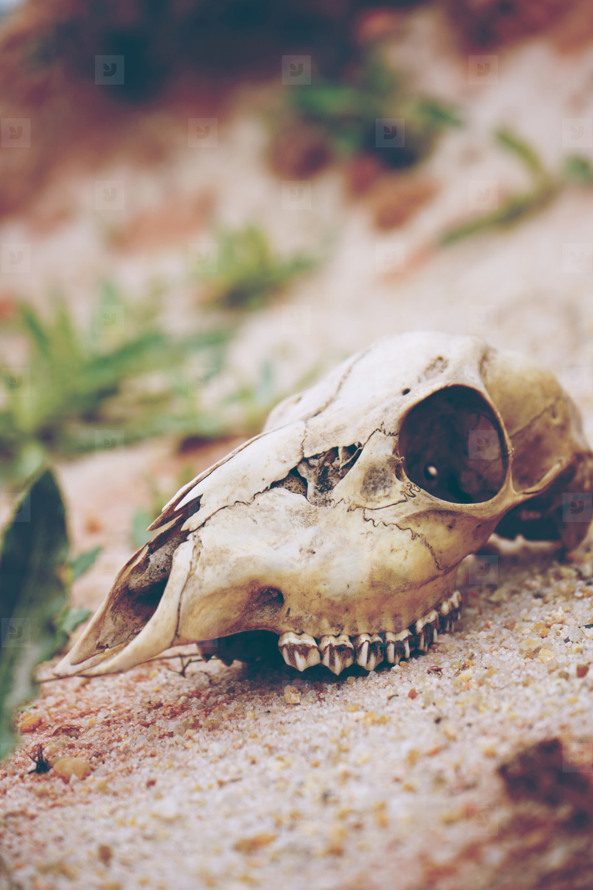 Animal skull in desert stock photo (151876) - YouWorkForThem