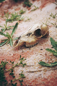 Animal skull in desert