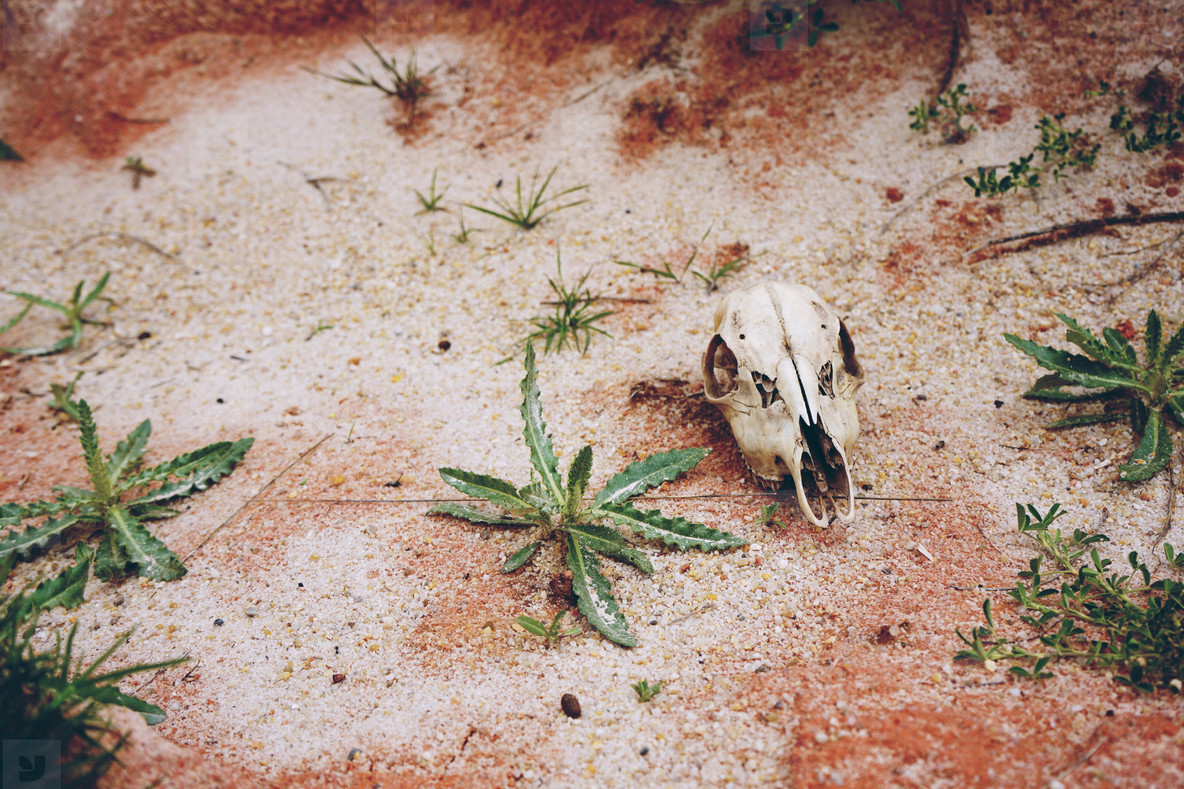 Animal skull in desert stock photo (151878) - YouWorkForThem