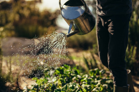 Man waters vegetables with sprinkling can on farm