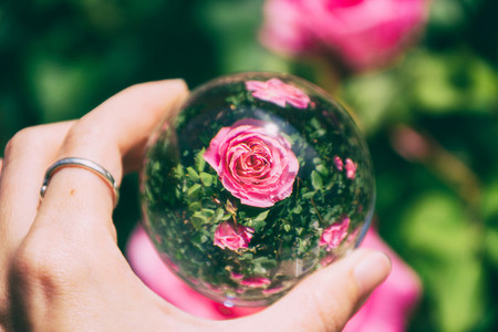 Flowers through a crystal ball