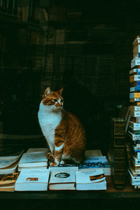 Cat sitting on the books