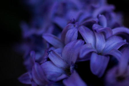 hyacinth macro for background