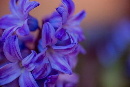 hyacinth macro for background