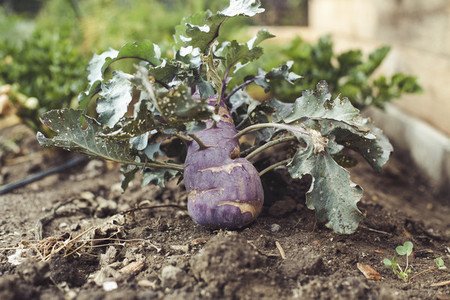 harvest fresh bio turnip cabbage