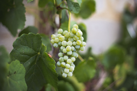 fresh bio Vineyard