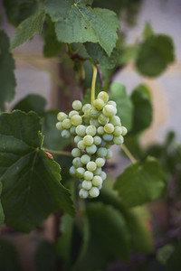 fresh bio Vineyard