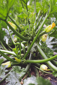 harvest fresh bio zucchini  courgette