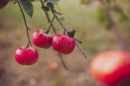 harvest fresh bio apple