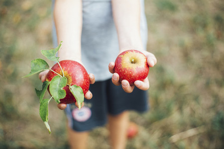 harvest fresh bio apple