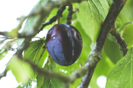 harvest fresh bio plum