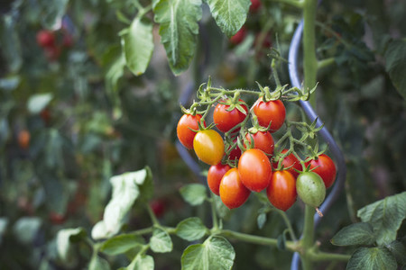 fresh home grown bio tomato