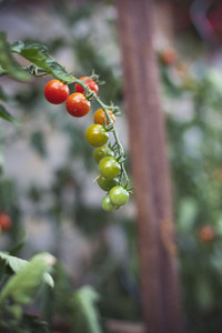 fresh home grown bio tomato