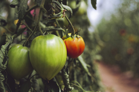 harvest fresh bio tomato