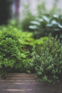 fresh bio garden herbs