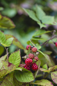 fresh bio raspberry