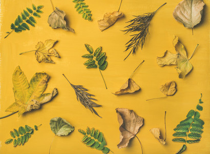 Autumn or Fall pattern background and texture over yellow background