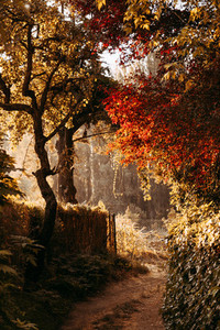 Autumn path with orange leaves