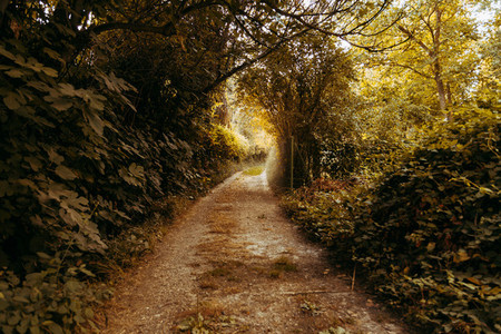 Autumn path with fallen leaves