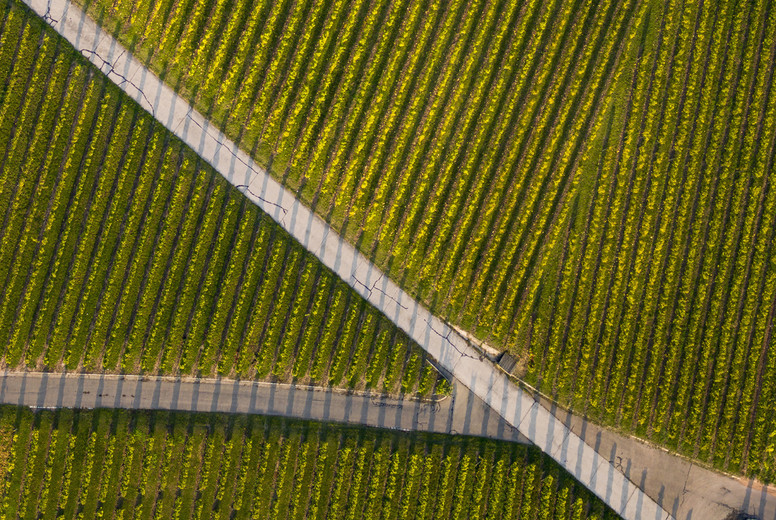 Fields Of Vision #18