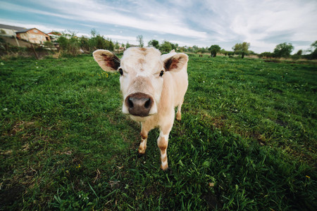 Baby cow on farmland