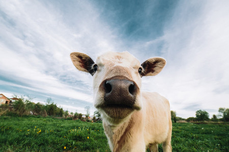 Baby cow on farmland