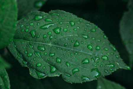 raindrop plant