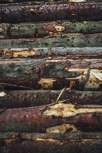 tree trunk forestry