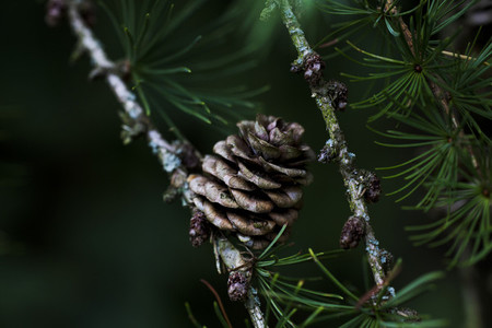 pinecone forestry