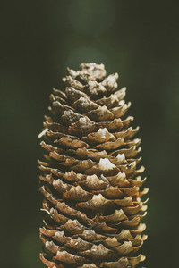 pinecone macro forestry