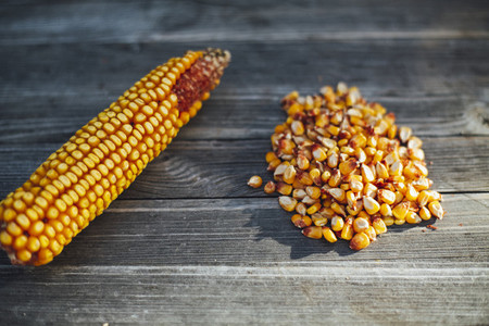 corn corncob